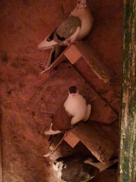  - Voliera de la țară!