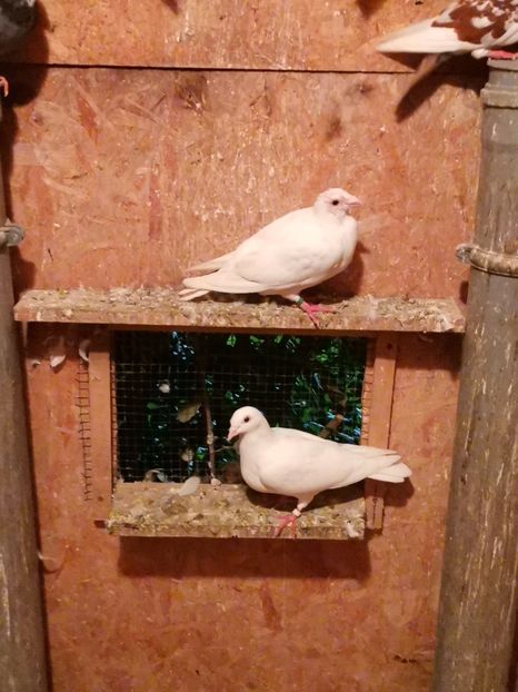  - Voliera de la țară!