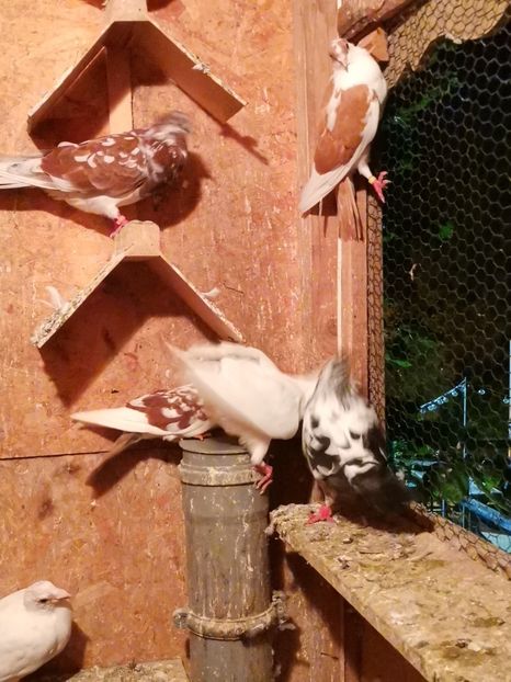  - Voliera de la țară!