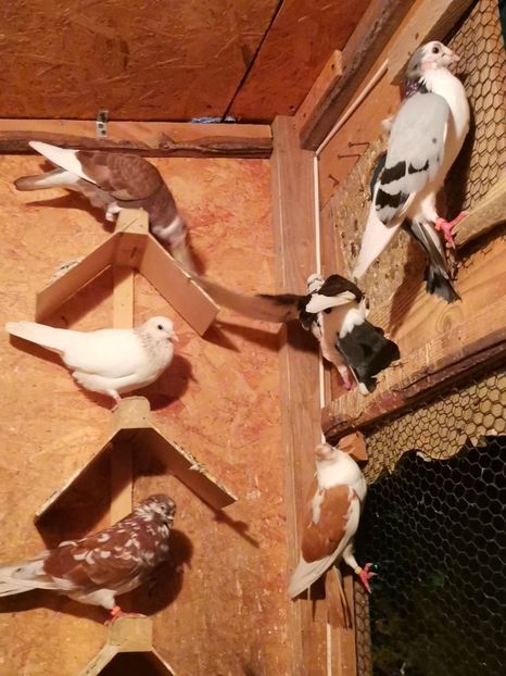  - Voliera de la țară!