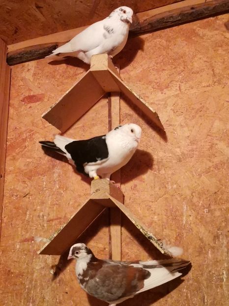  - Voliera de la țară!