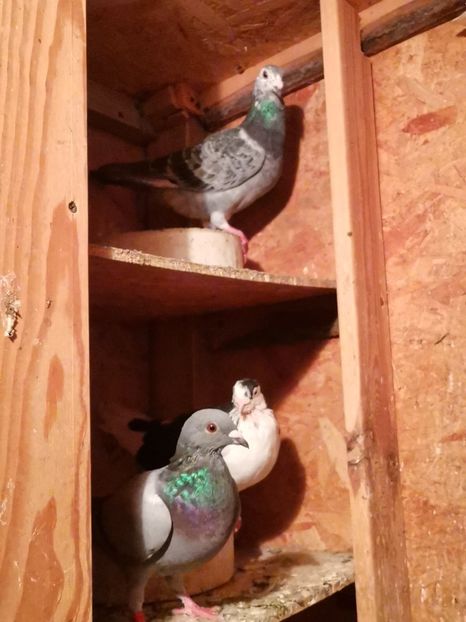  - Voliera de la țară!