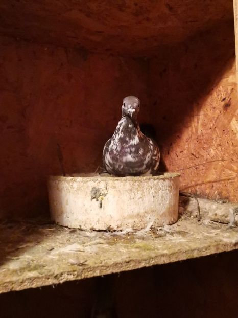  - Voliera de la țară!