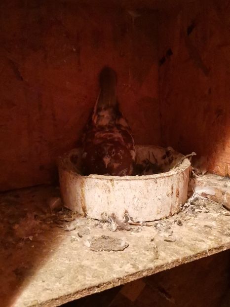  - Voliera de la țară!