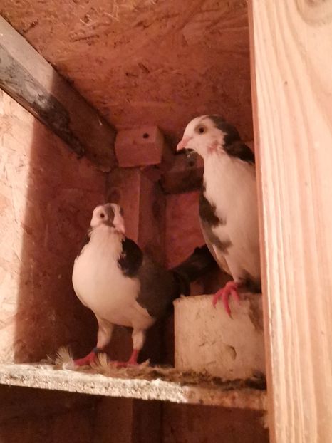  - Voliera de la țară!