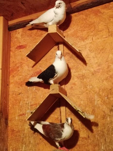  - Voliera de la țară!