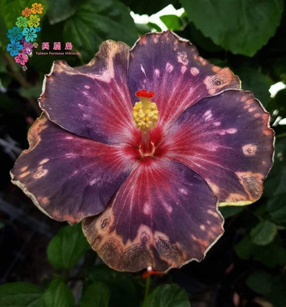 Wind rosa flowers dance - 40 lei - lastari rezervati