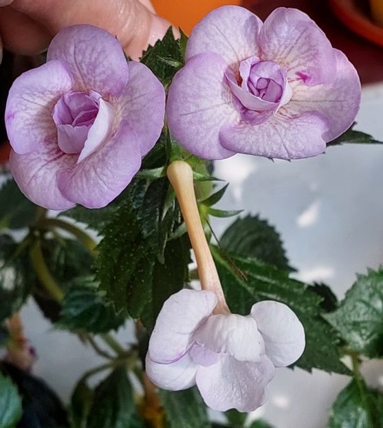  - LAVENDER BLISS