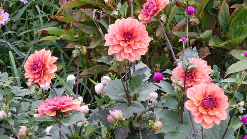 Din seminte - -Dalii 2023