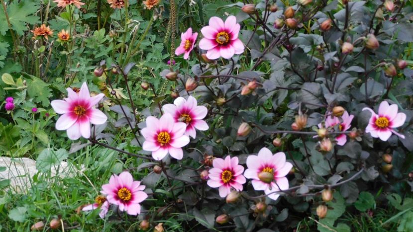 Wishes n dreams - -Dalii 2023