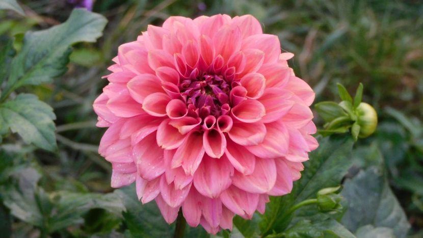Princess Gracia - splendida - -Dalii 2023