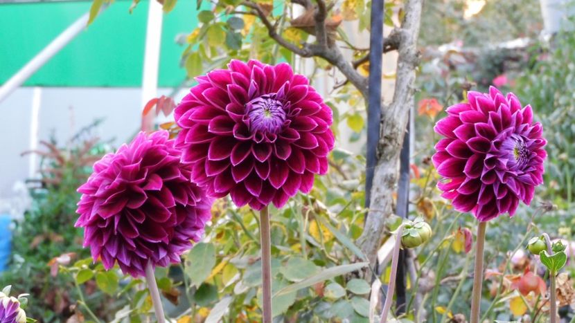 Jowey Marylin - -Dalii 2023