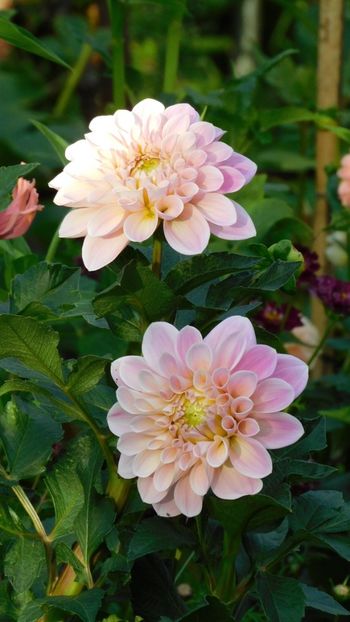 Sweet Nathalie - -Dalii 2023