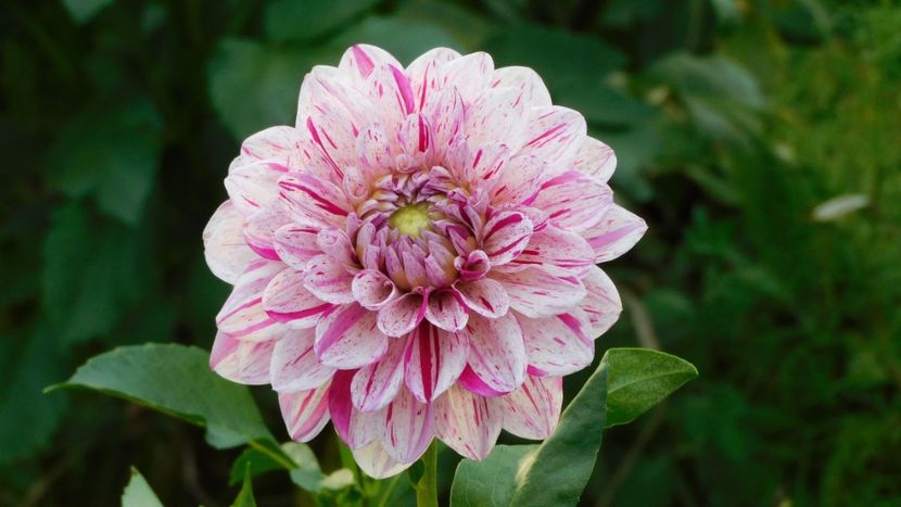 Peppermint splash - -Dalii 2023