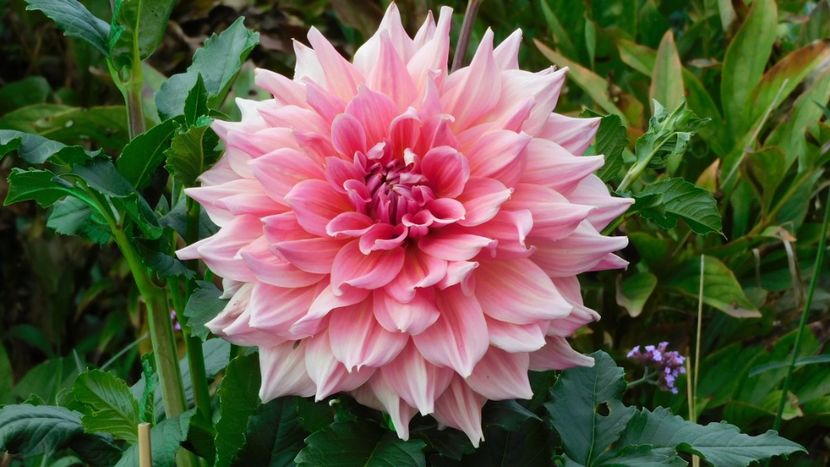 Otto s thrill - -Dalii 2023