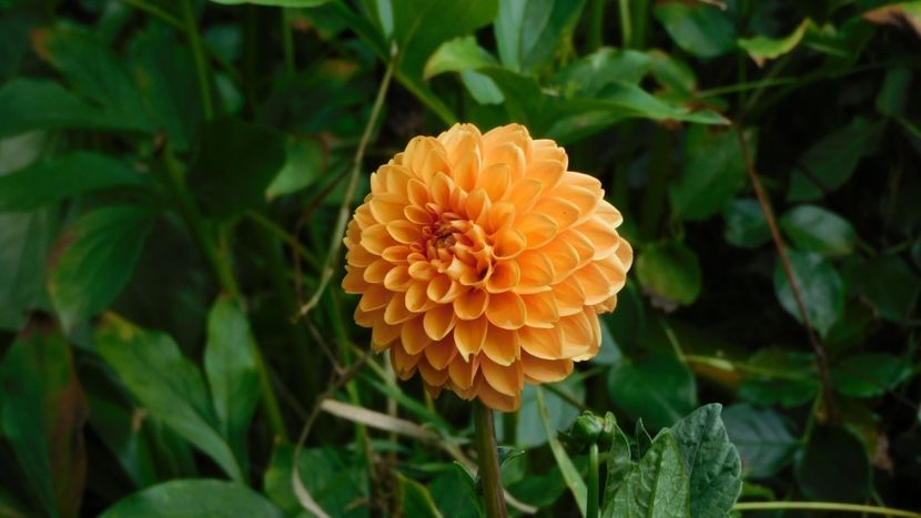 Silvia - -Dalii 2023