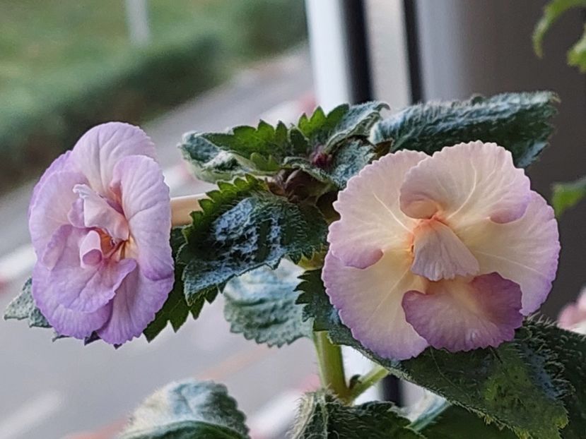  - AAA RIZOMI ACHIMENES DISPONIBILI -2023