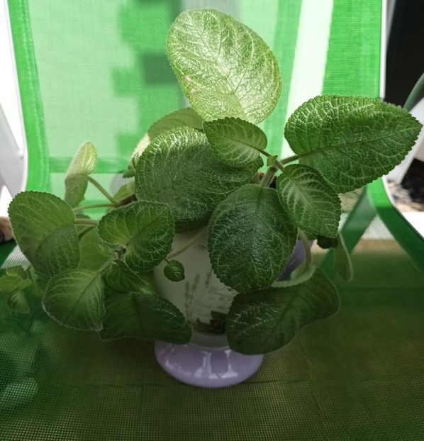 A se observa si cine este sub scaun ;) - Harmony_s Pink Delight