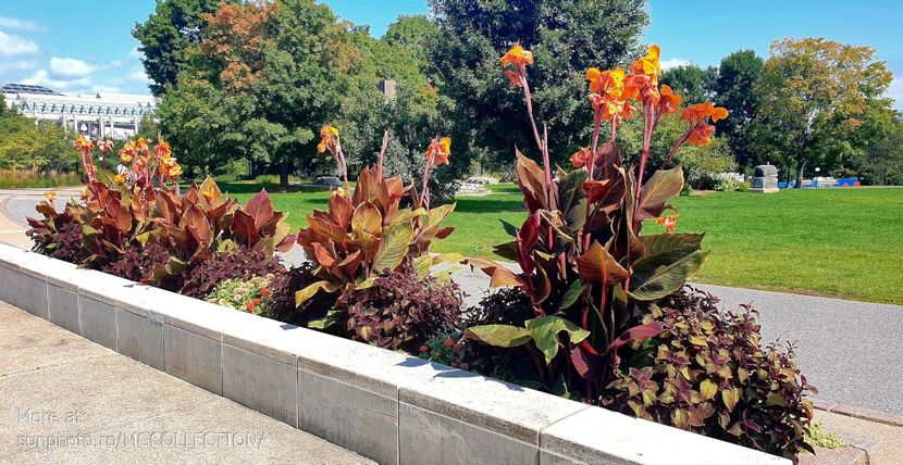 Parlament Park, Ottawa - FLOWERS - Flori