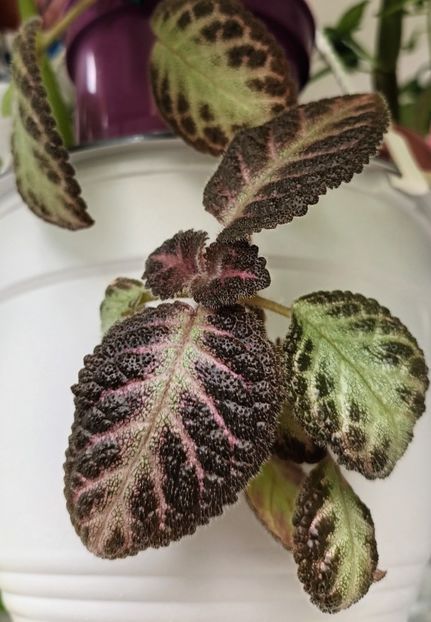 Culori de toamna ;) - Noel