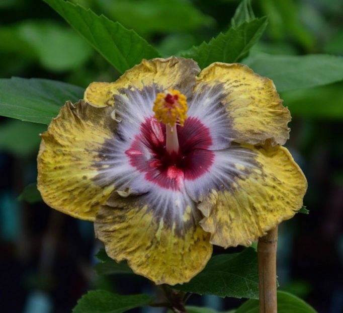 Rk Indian Spring - 0 - A - Hibiscus R Sinensis - Tropical - Plante Altoite