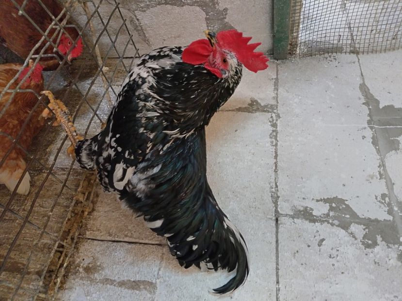  - Pita pinta asturiana