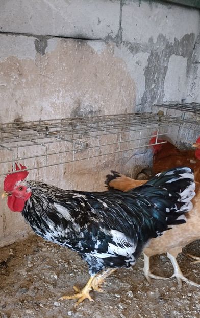  - Pita pinta asturiana