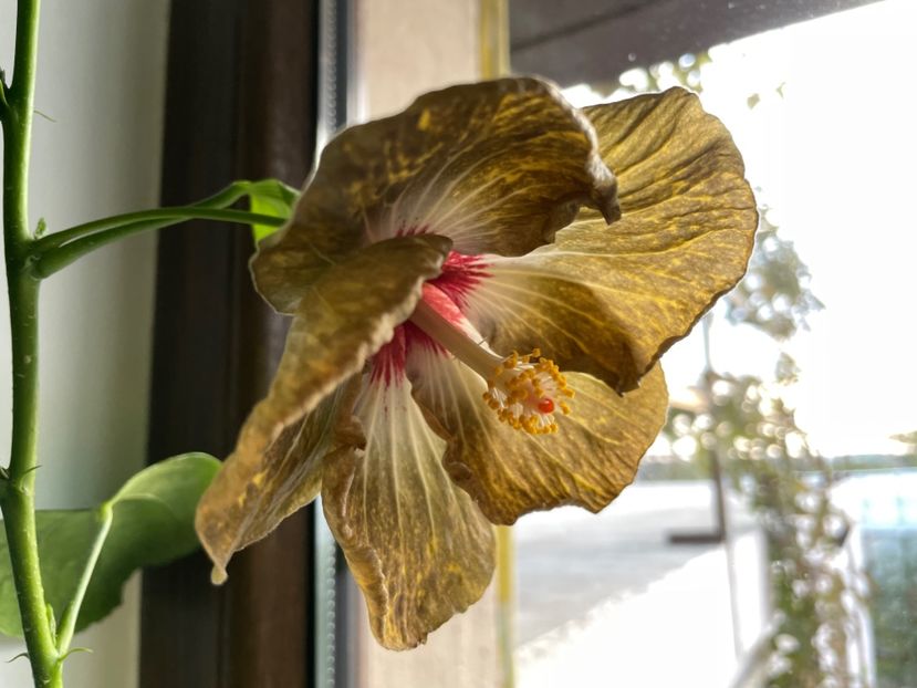  - 001 - Hibiscusi 2023