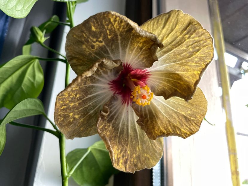  - 001 - Hibiscusi 2023