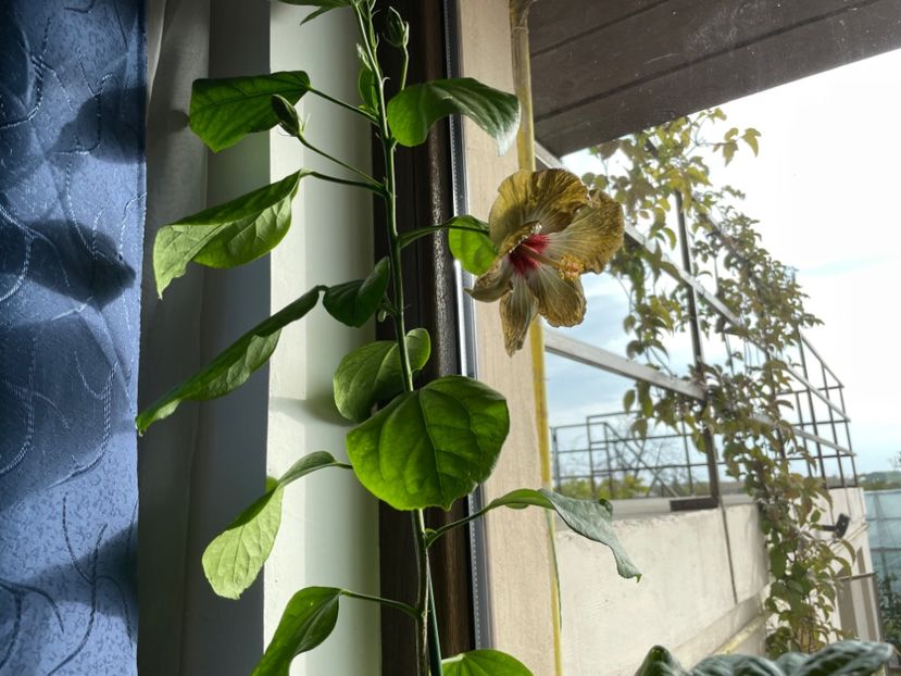  - 001 - Hibiscusi 2023