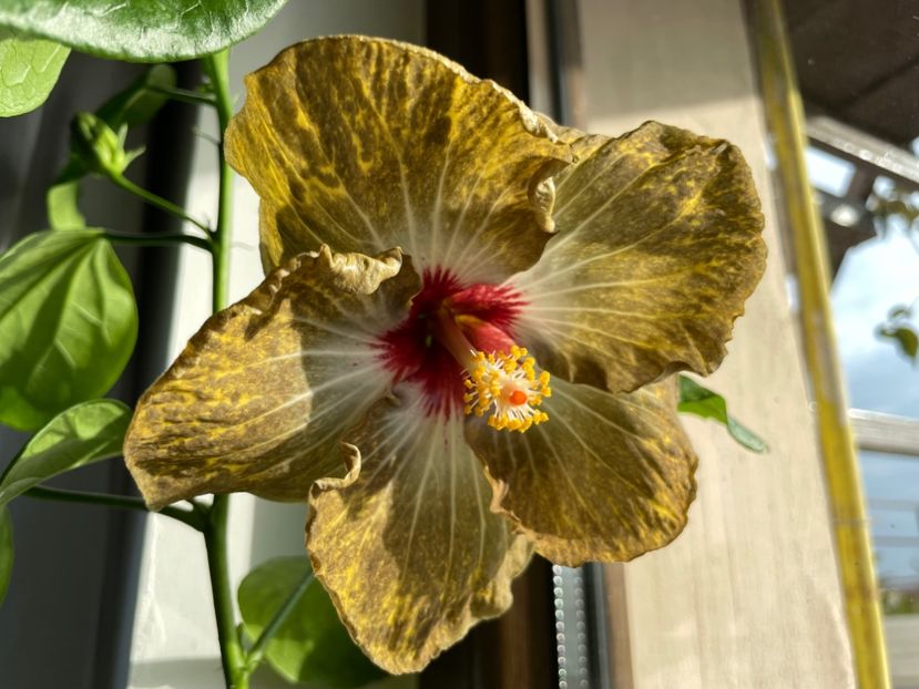  - 001 - Hibiscusi 2023