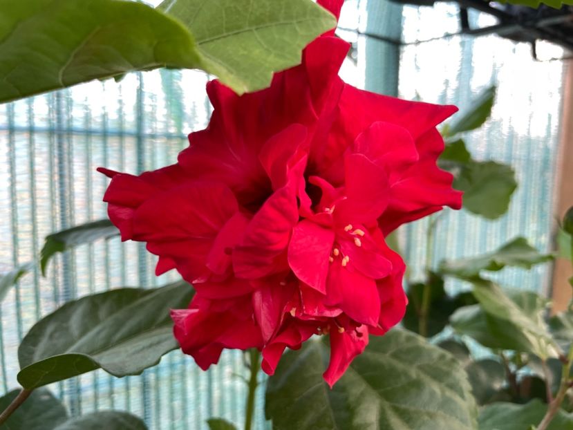  - 001 - Hibiscusi 2023