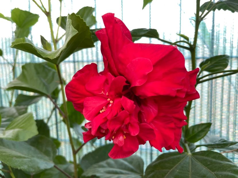  - 001 - Hibiscusi 2023