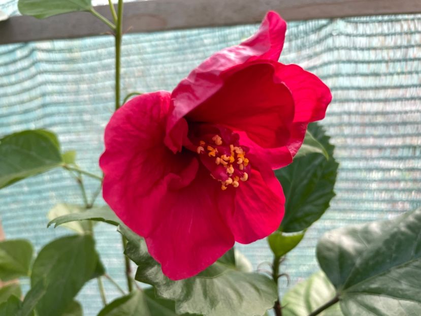  - 001 - Hibiscusi 2023