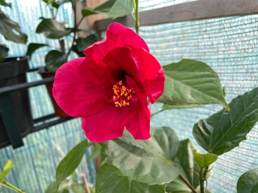  - 001 - Hibiscusi 2023