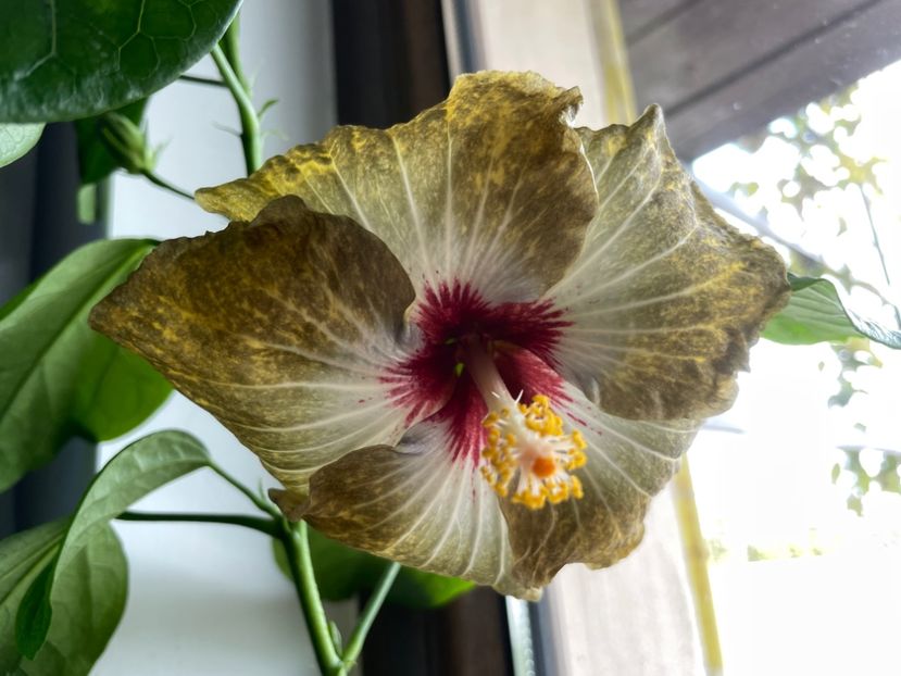  - 001 - Hibiscusi 2023