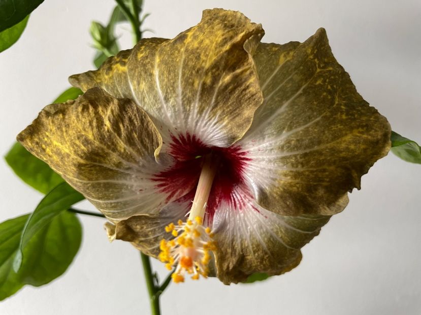  - 001 - Hibiscusi 2023