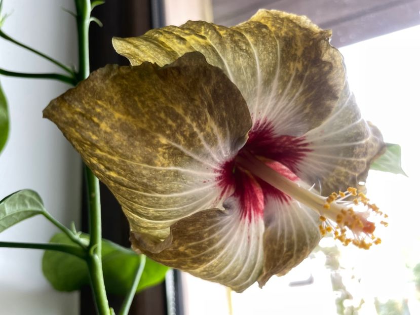  - 001 - Hibiscusi 2023