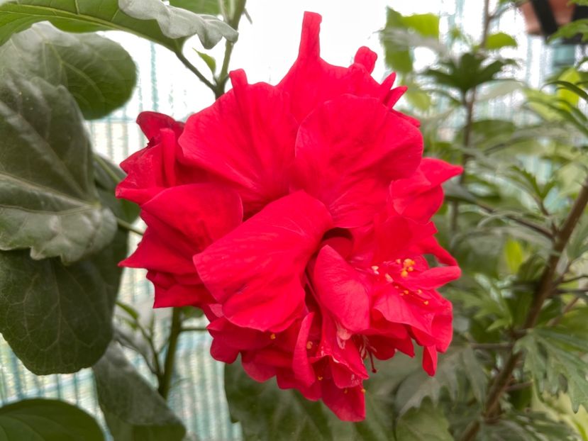  - 001 - Hibiscusi 2023