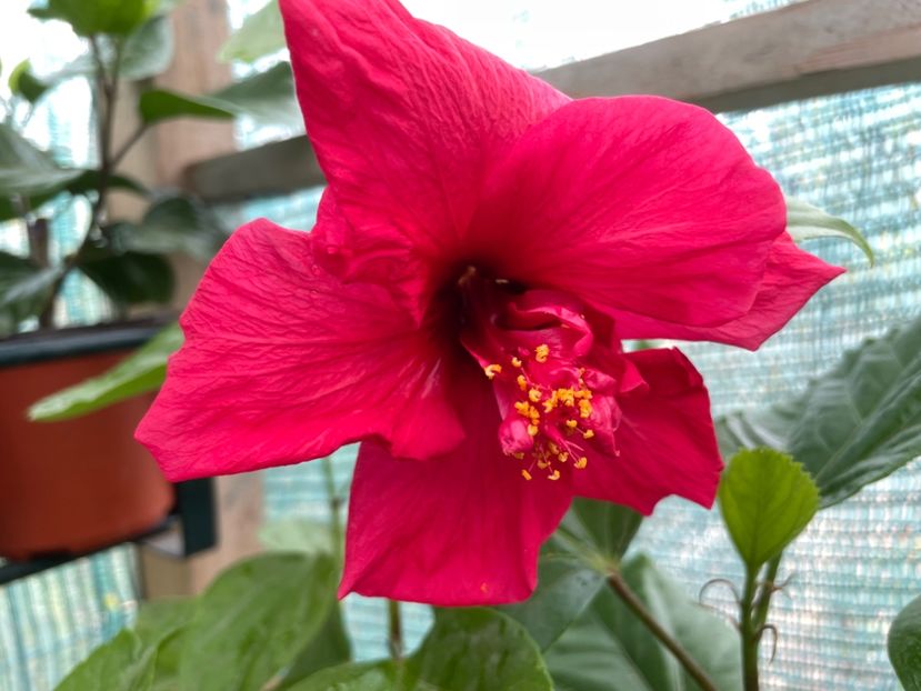  - 001 - Hibiscusi 2023