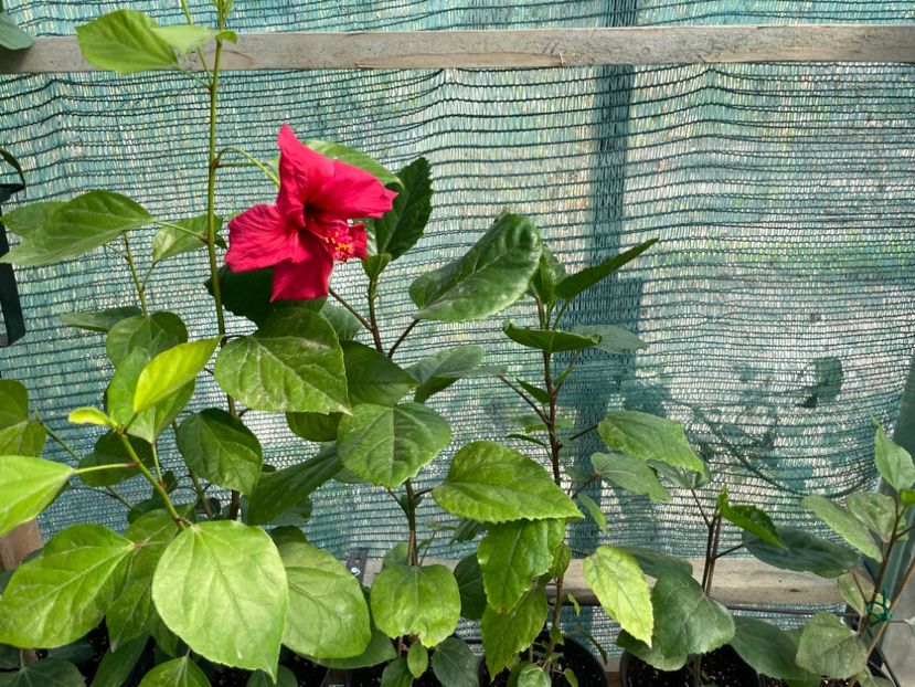  - 001 - Hibiscusi 2023