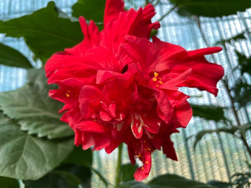  - 001 - Hibiscusi 2023