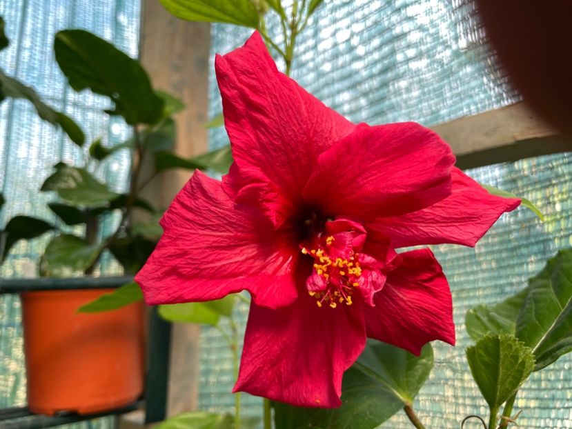  - 001 - Hibiscusi 2023