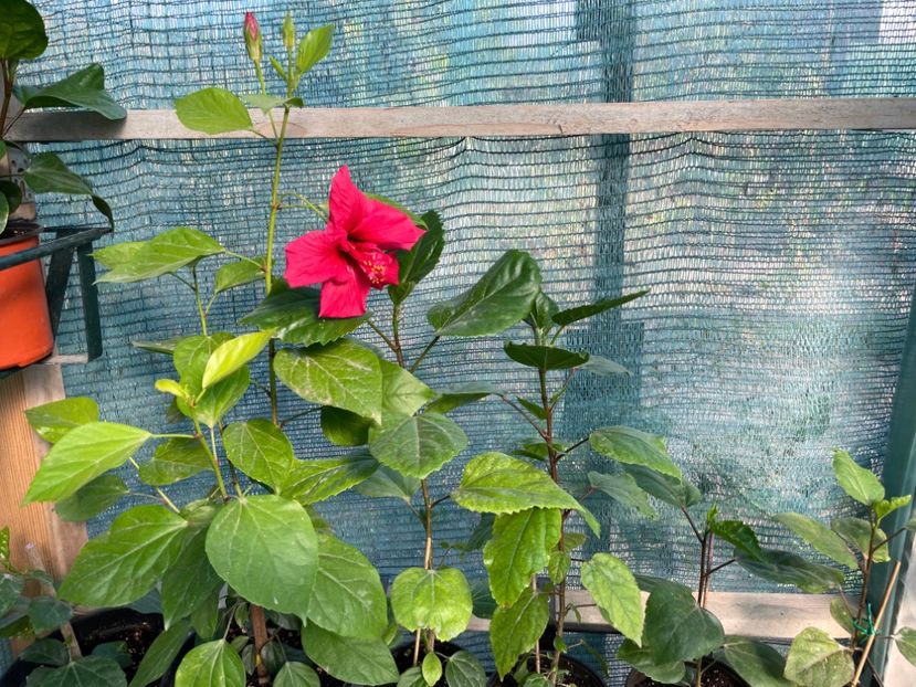  - 001 - Hibiscusi 2023