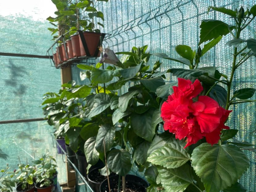  - 001 - Hibiscusi 2023