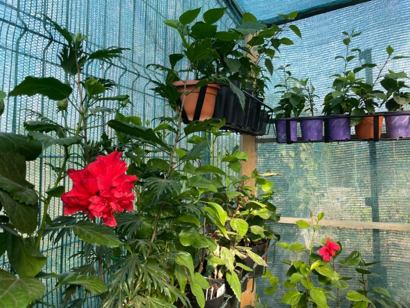  - 001 - Hibiscusi 2023