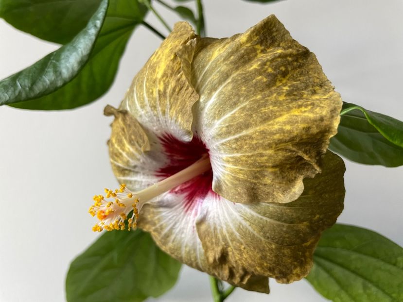  - 001 - Hibiscusi 2023