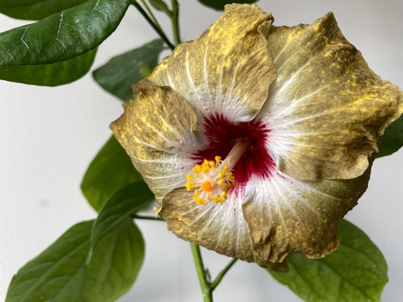  - 001 - Hibiscusi 2023