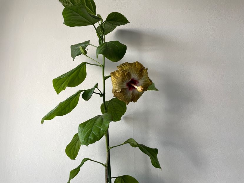  - 001 - Hibiscusi 2023