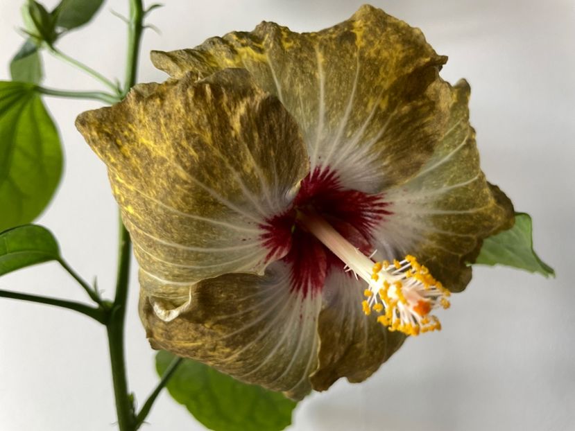  - 001 - Hibiscusi 2023